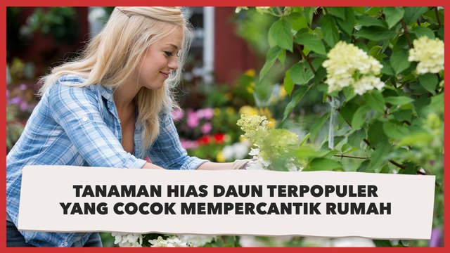 Tanaman Hias Daun Terpopuler yang Cocok Mempercantik Rumah