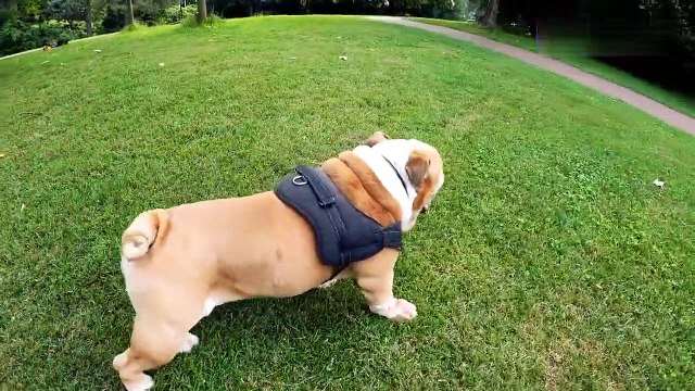 Cute pets and funny animal compilations, funny, cute pets, nice videos_Funniest Animals - Best Of The 2021 Funny Animal Videos It's time to Laughing with Dog Funny Dog Videos 2021