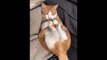 Cute pets and funny animal compilations, funny, cute pets, nice videos_Funniest Animals - Best Of The 2021 Funny Animal Videos AWW Cat & Dog Soo Cute ♥ Momment Funny Animal Videos 2021
