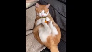 Cute pets and funny animal compilations, funny, cute pets, nice videos_Funniest Animals - Best Of The 2021 Funny Animal Videos AWW Cat & Dog Soo Cute ♥ Momment Funny Animal Videos 2021