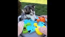 The most interesting animal videos of 2020-the cutest animals, funny, cute pets, nice videos_ANIMAUX DRÔLES nous fera RIRE extrêmement dur - Funny DOGS et CATS Compilation