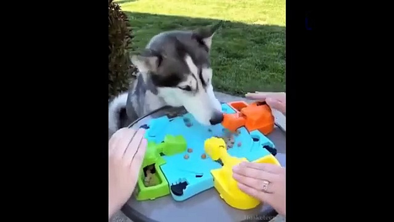 The most interesting animal videos of 2020-the cutest animals, funny, cute pets, nice videos_ANIMAUX DRÔLES nous fera RIRE extrêmement dur - Funny DOGS et CATS Compilation