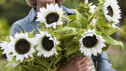 These Coconut Ice Sunflowers Are a Must Have for Every Southern Green Thumb