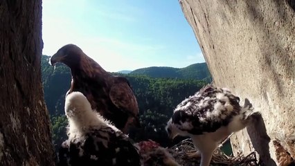 Altın Kartal - Gökyüzünün Efendisi Belgeseli