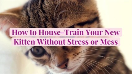 How to House-Train Your New Kitten Without Stress or Mess