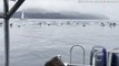 150 Dolphins Charge Past Boat Fleeing Orca Hunt