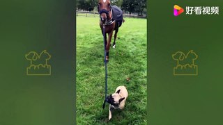 The funniest animal videos of 2021-funny zoo, funny, cute pets, nice videos Funniest Animals - Best Of The 2021 Funny Animal Videos