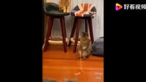 Super cute pets! Cute animals and funny pets video compilation, funny, cute pets, nice videos Funniest Animals - Best Of The 2021 Funny Animal Videos