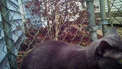 Job out on a wet day l Pets and animals l Powerdirector 18 l Film and animation