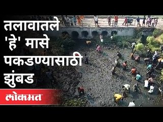 ट्रकला अपघात, लोकांनी साधली संधी | People Swarm After Fish Truck Accident | Solapur | Maharashtra