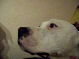 Trakken, dogue argentin chanteur