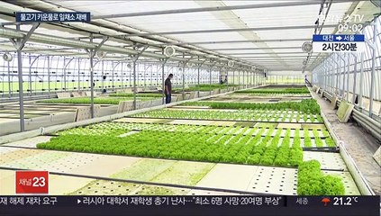 물고기 양식·잎채소 생산을 동시에…아쿠아포닉스 농법 주목