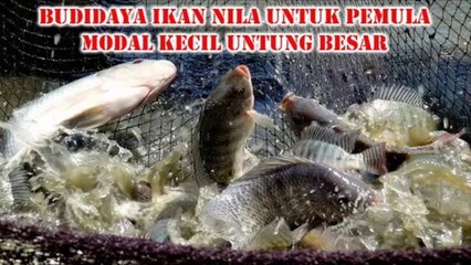 Download Video: 100% Sukses,begini cara budidaya ikan nila dengan benar...Auto panen banyak