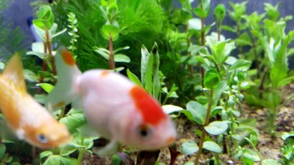 Amazing ideas with cement and styrofoam for you - recycle styrofoam box into aquarium