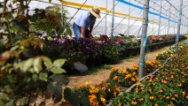 Family shifts to farming edible flowers as demand grows