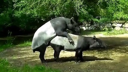 what are they doing ?