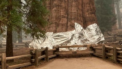 Firefighters wrapping legendary sequoia trees in foil as wildfires approach