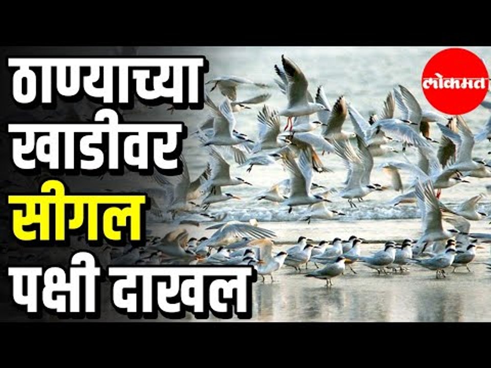ठाण्याच्या खाडीवर सीगल' पक्षी दाखल  | Seagulls Birds at Thane