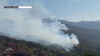 Chamas ameaçam sequoias na Califórnia