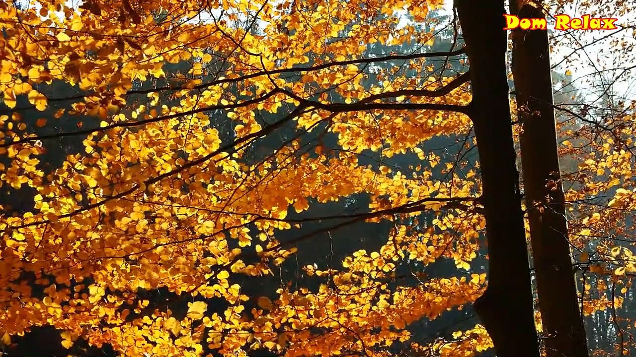 Relaxing With The Peaceful Beauty Of The Forest | Dom relax