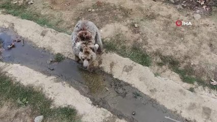 Kayalıklardan düşerek yaralanan kör ayı yeni yuvasına kavuştu