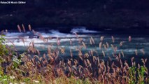 Relaxing River, Nature Video - Water Stream & Birdsong Sounds - Sleep, Study, Meditate