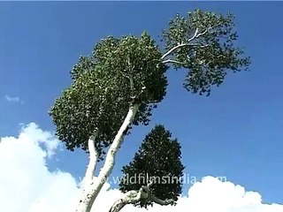 Himalayan Birch trees or bhoj patra