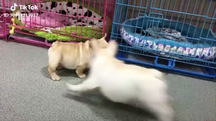 Cute Is Not Enough  Funny Cats and Dogs Videos Compilation 2018 #9