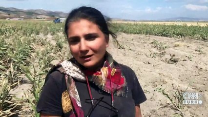 Ekim için sürülen tarlada fil fosili bulundu