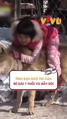 Tình bạn khó tin của bé gái 7 tuổi và bầy sói