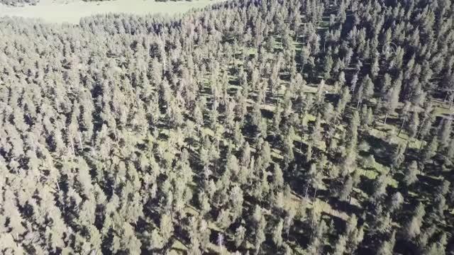 Sarıçam ormanlarına dikilen meyve fidanları sayesinde yaban hayatı aç kalmıyor