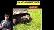 WORLD'S OLDEST TURTLE |JONATHAN