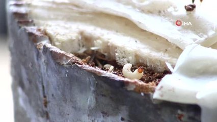 Artvin'de 50 bin 'Terminatör' avcı böcek ormanlara bırakıldı