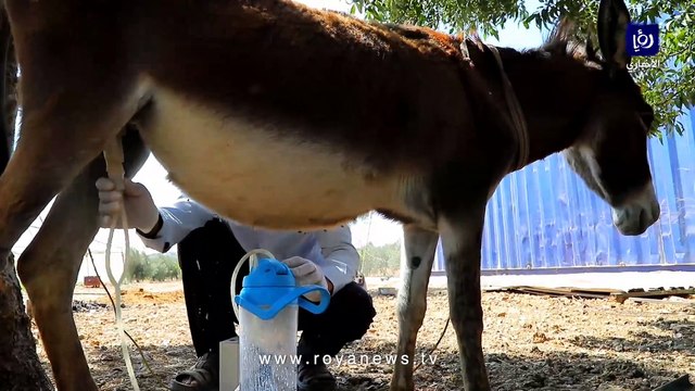 شاهد كيف يتم حلب الأتان وصناعة الصابون من حليب الحمير في الأردن