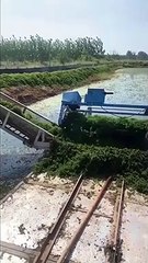 Thu hoạch rong nho