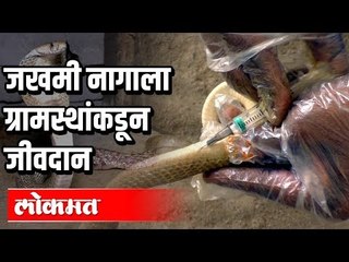 जखमी नागाला ग्रामस्थांकडून जीवदान | Snake | Kolhapur |  Maharashtra News