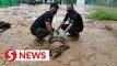 Animals too suffer from Sabah floods