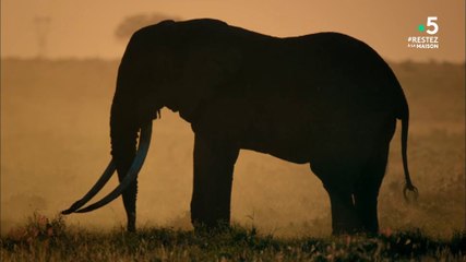 Sur les traces des géants - L'Afrique