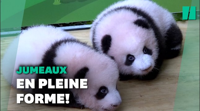 Chine: Deux bébés pandas présentés au public du zoo de Chongqing