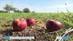 Alsace : une entreprise donne une seconde vie aux fruits abandonnés dans les vergers