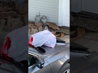 Removing a Badger from the Woodshed Using a Shovel