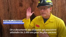 Des séquoias emballés dans de l'aluminium pour les protéger des incendies