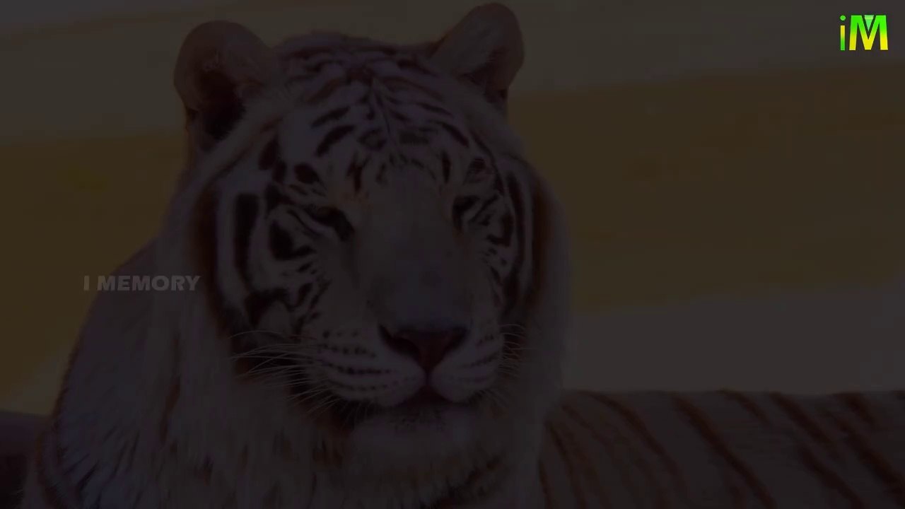 Best Unknown Facts I Know More About Tigers I Tigers I I Memory