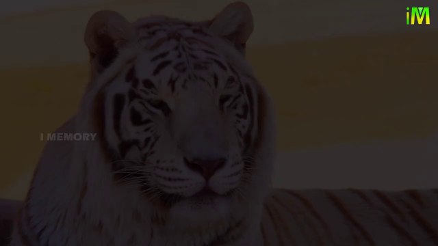 Best Unknown Facts I Know More About Tigers I Tigers I I Memory