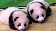 Dos bebés panda gemelos se presentan en público 100 días después de su nacimiento en China