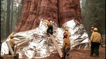 Sequoias gigantes são envoltas em alumínio