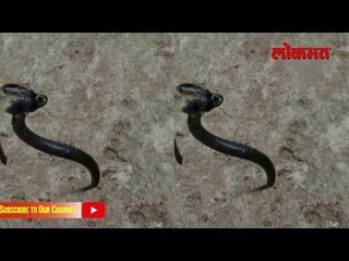 दोन तोंडाचे साप पाहिले आहेत का? Best Viral Video on Rear Snakes