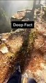 Deep facts about humans | tiktok videos