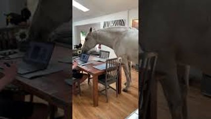 Amerigo the Porch Unicorn Hanging Out Inside with Family