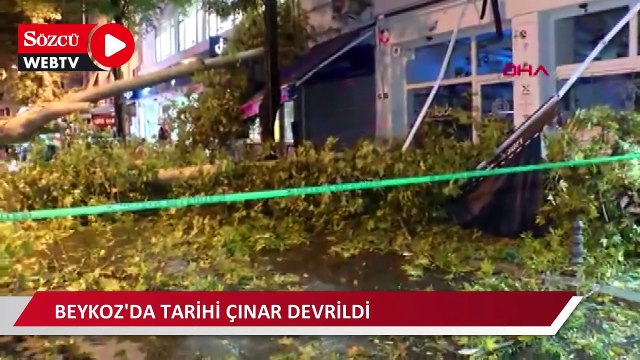 Beykoz'da tarihi çınar devrildi, sahil yolu trafiğe kapandı, o anlar güvenlik kamerasına da yansıdı